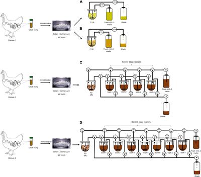 In vitro Modeling of Chicken Cecal Microbiota Ecology and Metabolism Using the PolyFermS Platform